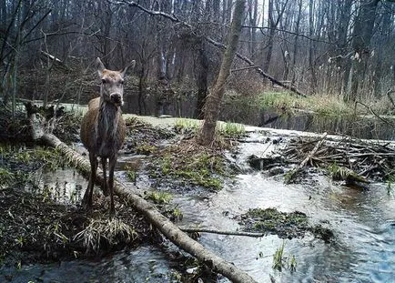 fapte interesante despre Cernobâl Misteriosul zona de excludere