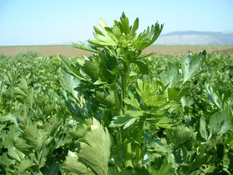 Top 10 fructe si legume pentru dinti sanatosi