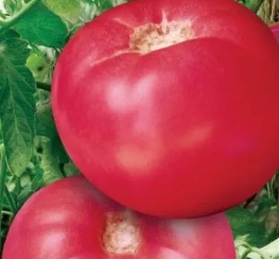 Descrierea de tomate Mikado de soiuri de tomate și fotografii