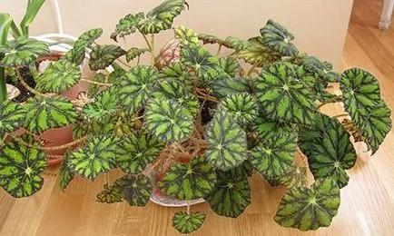 Begonia tigris ellátás és tenyésztés