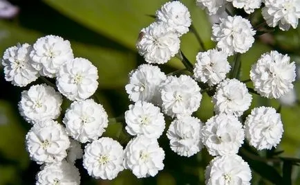 Achillea Ptarmica