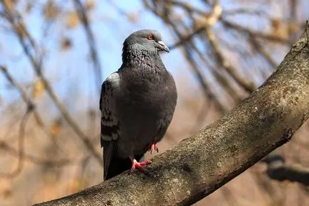 Parcul Timiryazevskiy - o insulă verde în mijlocul unui Megacity