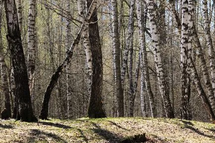 Timiryazevskiy парк - зелен остров в средата на мегаполис