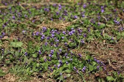 Parcul Timiryazevskiy - o insulă verde în mijlocul unui Megacity