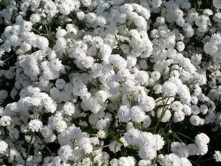 Achillea Ptarmica