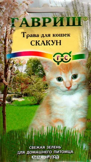 Трева за котки име, цена, инструкции за това как да се засадят трева с пръст и без почва