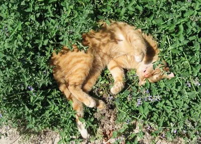 Трева за котки име, цена, инструкции за това как да се засадят трева с пръст и без почва