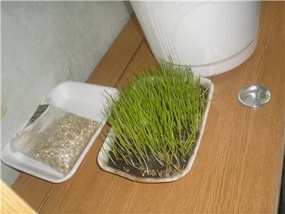 Трева за котки име, цена, инструкции за това как да се засадят трева с пръст и без почва