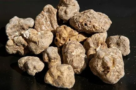 Truffle гъба, която расте в България, където се събират, и какви са видовете снимки