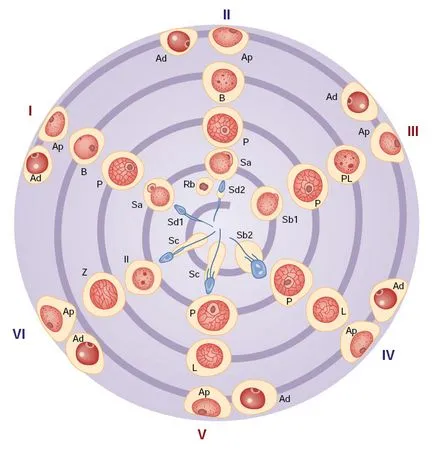 Trifonov е 1