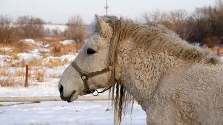 Amazing transbaikalian rasa de cai si American Curly