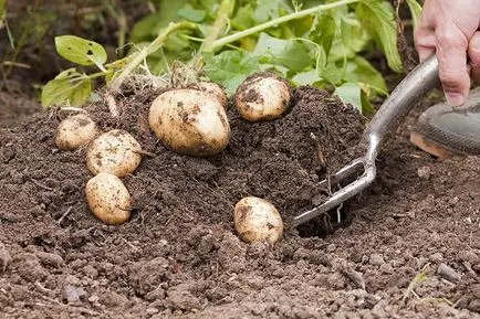 Potato кога да започне прилагането на технологията в жетва