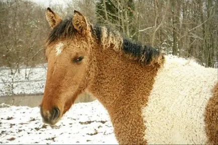 Amazing transbaikalian rasa de cai si American Curly