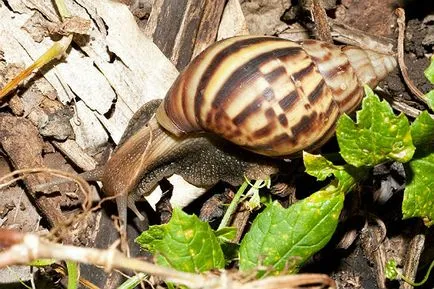 Csiga Achatina és karbantartással amit a takarmány, hogy hány él, női kérdésekkel