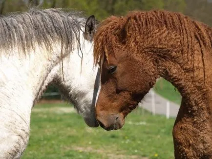 Amazing transbaikalian rasa de cai si American Curly