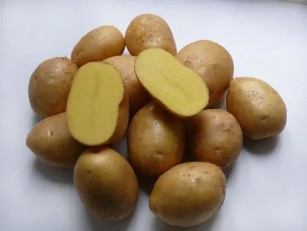 Potato кога да започне прилагането на технологията в жетва