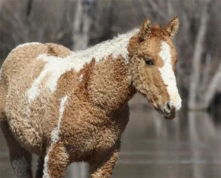 Amazing transbaikalian rasa de cai si American Curly