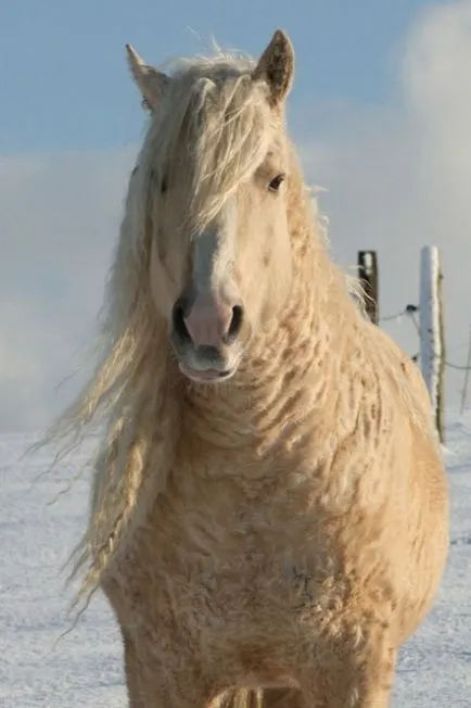 Amazing transbaikalian rasa de cai si American Curly