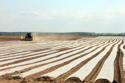 Corn kitermelés az 1 hektár áttekintést különböző fajták