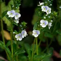 Ventrilica (veronica)