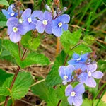 Ventrilica (veronica)