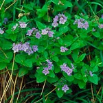 Ventrilica (veronica)