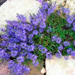 Ventrilica (veronica)