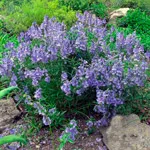 Ventrilica (veronica)