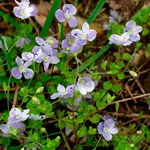 Ventrilica (veronica)