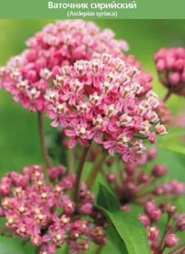 Asclepias syriaca (Asclepios, vincetoxicum) aplicarea și proprietăți medicinale, locul grădinii și cabana