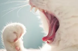 Dental Care macska, a macska ellátást, háziállat