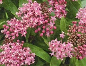 Asclepias syriaca - plantarea, cultivarea și întreținerea, șase sute de sfaturi