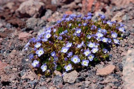 Ventrilica (veronica)