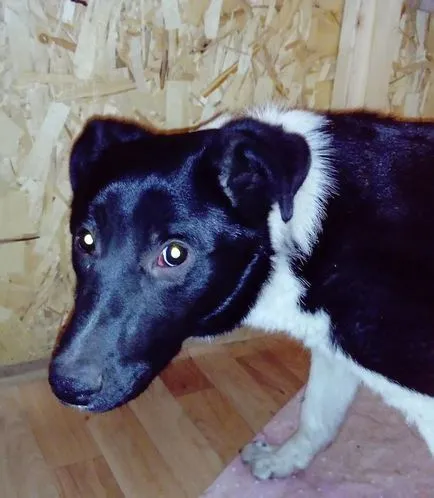 În Chelyabinsk salvat de câine, care sa născut și a crescut în grajd, iar atunci când crescut, nu a putut