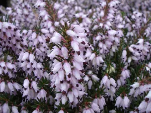 Enciclopedia plantelor Erica