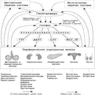 Endokrin rendszer - pályára - Energetix