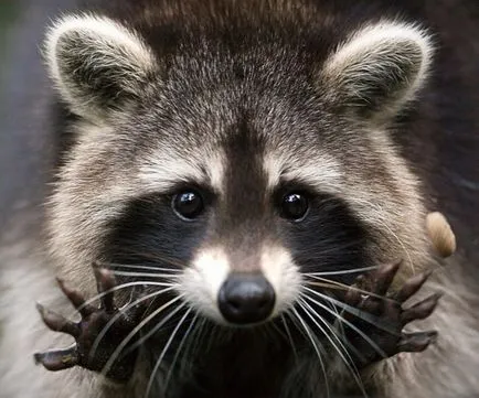 Raccoon - nem egy macska! Hogyan barátkozni poloskuna és mentse az ujjait - Star Boulevard, hírek