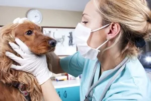 neurolog Veterinarian ieși din casă - preturi mici! Ekaterinburg