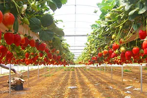Отглеждане на ягоди за продажба, полезни статии на Бекер блог