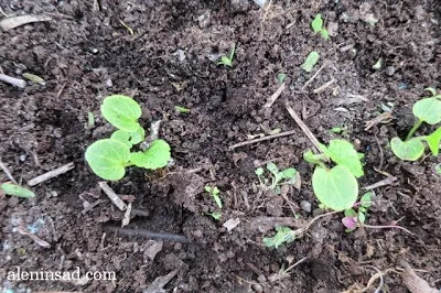 Növekvő hollyhocks, gyűszűvirág és Rudbeckia