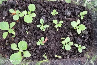 hollyhocks în creștere, Foxglove și Rudbeckia