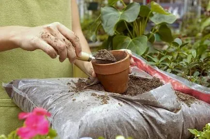 Műtrágyák kiválasztási és bevezetésük virágok