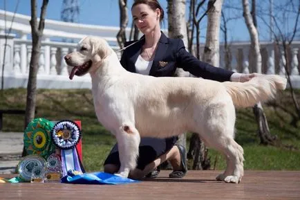 A választás egy kiskutya Golden Retriever