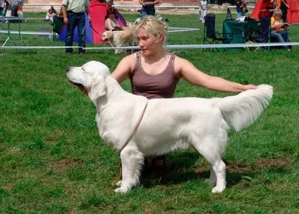 Alegerea unui catelus Golden Retriever