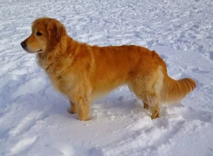 A választás egy kiskutya Golden Retriever