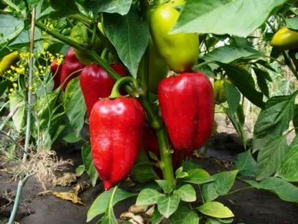 Növekvő paprika vetőmag otthon vetőmag kiválasztása, hogyan növekszik az egészséges