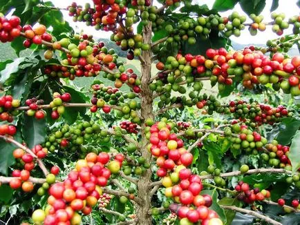 Cultivăm un arbore de cafea la domiciliu