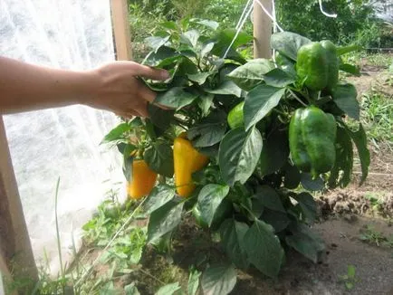 Növekvő paprika vetőmag otthon vetőmag kiválasztása, hogyan növekszik az egészséges