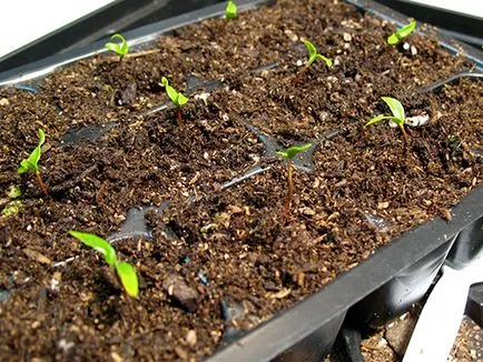 Cultivarea din semințe Feijoa - fotografii, recenzii, descrieri, caietul de sarcini soiuri