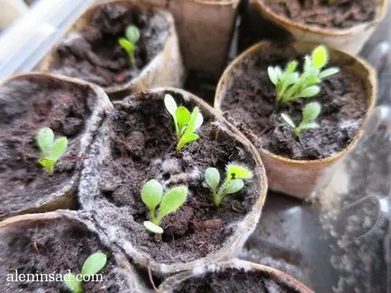 Növekvő hollyhocks, gyűszűvirág és Rudbeckia